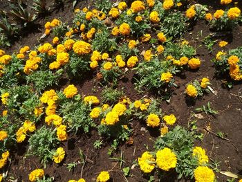 High angle view of yellow flowering plants on field