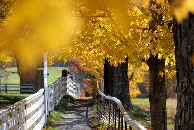 Footpath with colorful leaves in foreground - indian summer