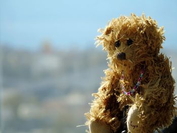 Close-up of dog against blurred background