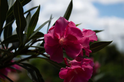 Close-up of pink flowering plant