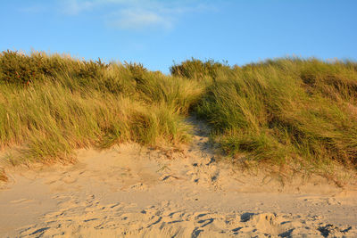 Sand dunes with beach grass on the north sea, in sunlight with blue sky