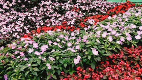 Red flowers blooming in spring