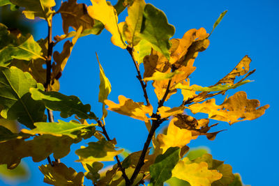 Low angle view of yellow tree against clear blue sky
