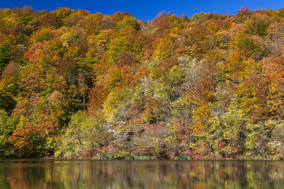 Trees by lake during autumn