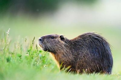 Close-up of an animal