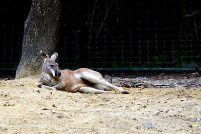 View of a wallaby  relaxing in zoo