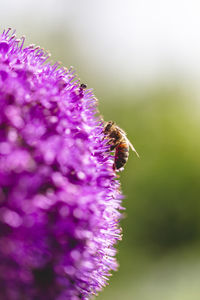 Close-up of bee pollinating on purple flower