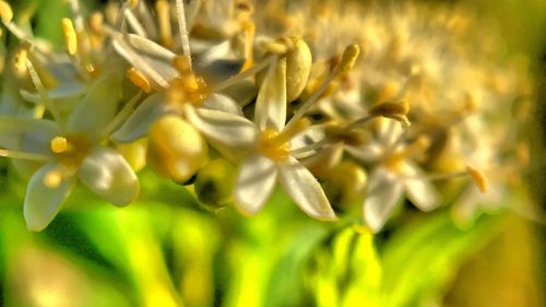 Close-up of yellow flowering plant in field