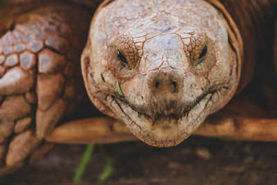 Close-up portrait of a lizard