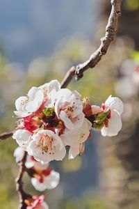 Close-up of cherry blossoms in spring