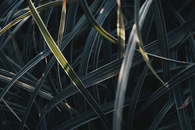 Full frame shot of plants