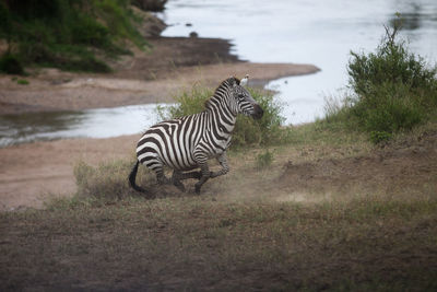 Zebra on field