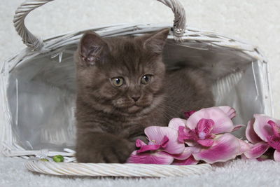 Portrait of cat on flower