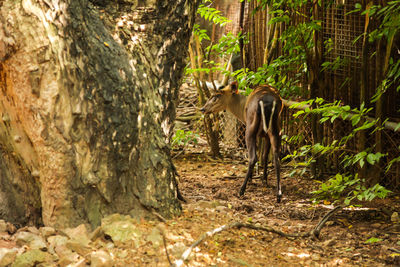 Horses in a forest