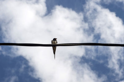 Low angle view of bird perching on cable against sky