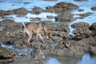 View of sheep drinking water from rocks