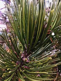 Close-up of pine tree