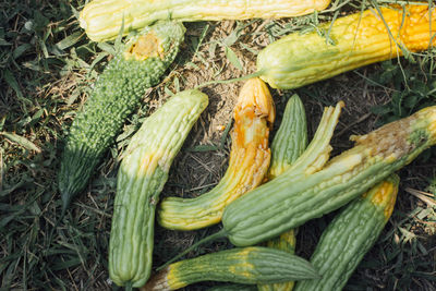 High angle view of vegetables