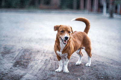 Portrait of a dog