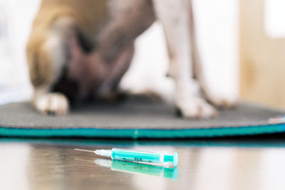 Clean syringe placed on metal table near dog during appointment in veterinary clinic