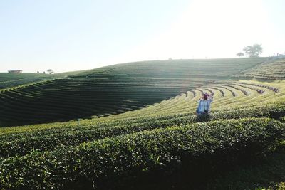 Rear view of people working on agricultural field against sky