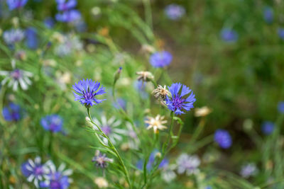 Close-up of purple flowering plant