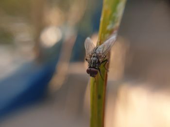 Close-up of insect on plant