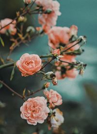 Close-up of pink roses