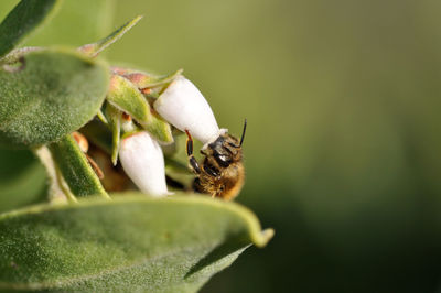 Close-up of insect on flower