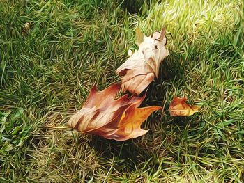 High angle view of cat on grass