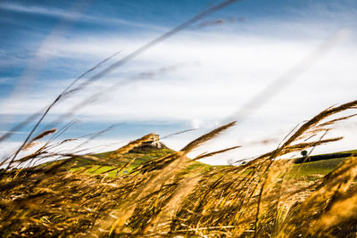 Plants growing on field against sky