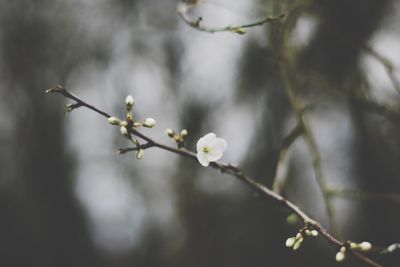 Close-up of flower buds