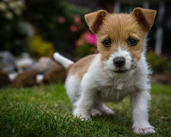 Portrait of dog on field