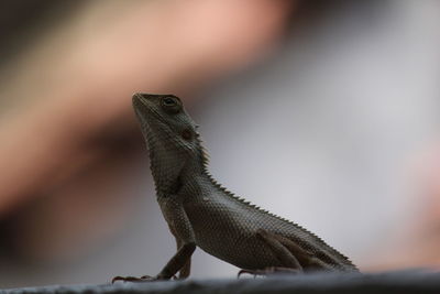 Close-up of a lizard