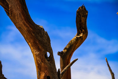 Low angle view of tree trunk against blue sky