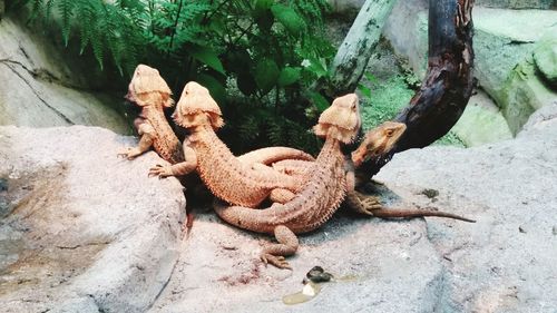 High angle view of lizard on rock