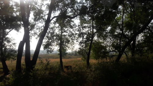 Trees on field in forest