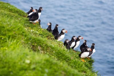 High angle view of ducks in lake