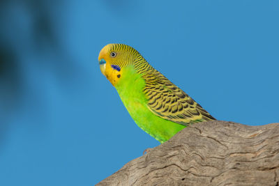 Close-up of parrot perching on tree