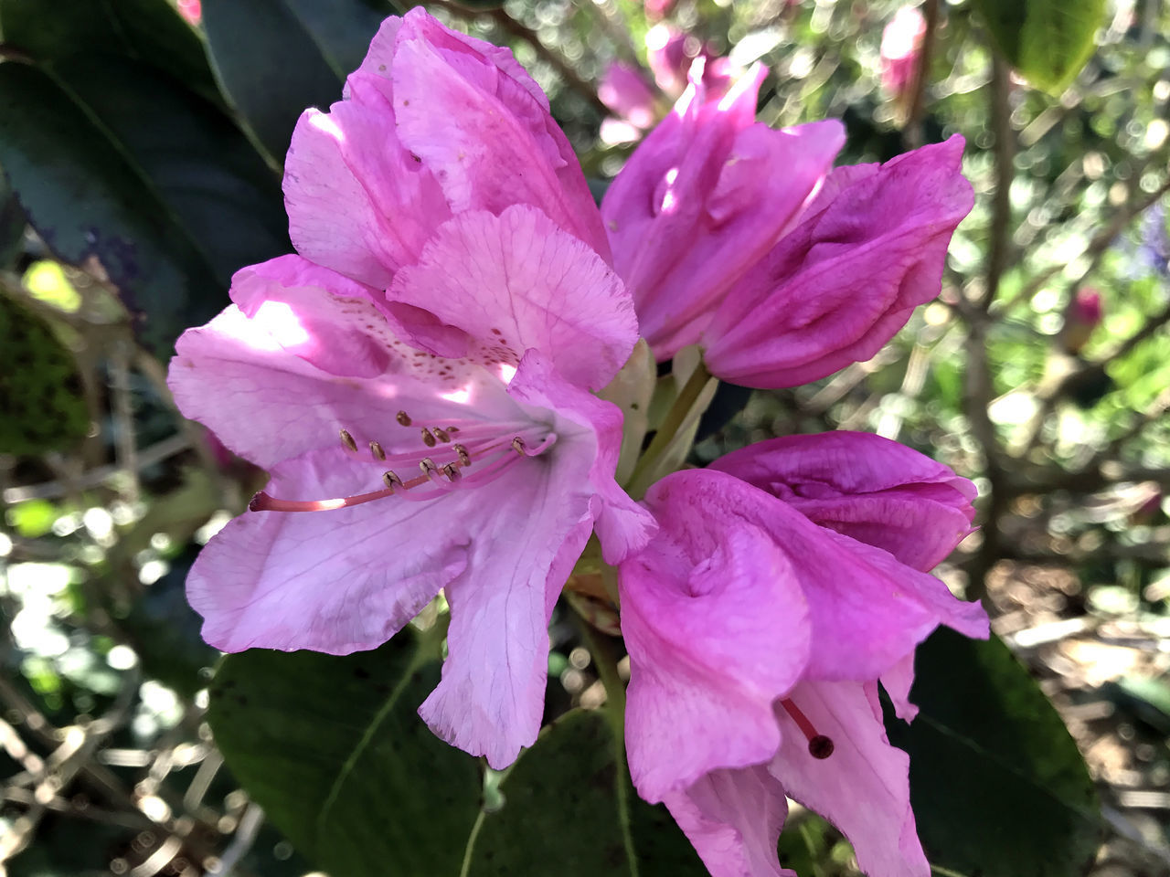 CLOSE-UP OF PINK ROSE PLANT