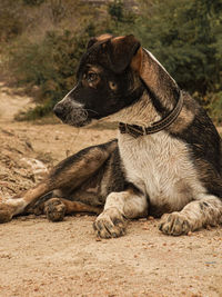 A puppy sitting after a bath