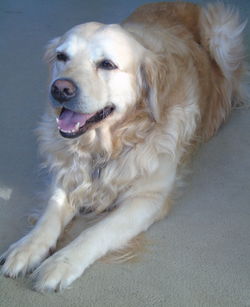 Close-up of dog sitting on floor