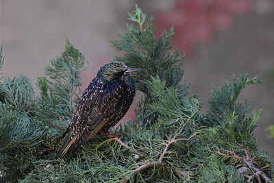 Close-up of starling bird perching on plant