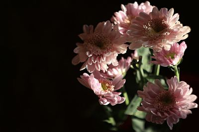 Close-up of pink flowering plant against black background