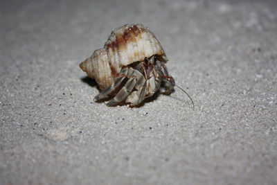 Close-up of crab on sand at beach