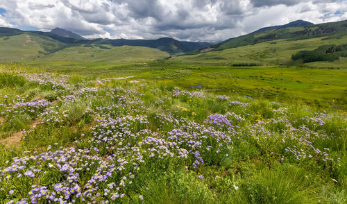 Wildflower meadow along brush creek near crested butte, colorado