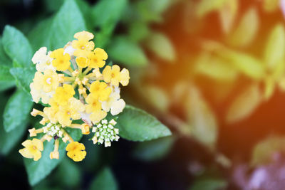 Close-up of fresh white yellow flowers blooming outdoors