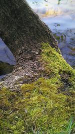 Close-up of crocodile on grass against sky