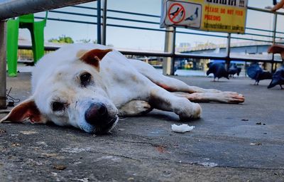 Dog lying down on street