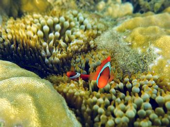 Fish swimming in sea